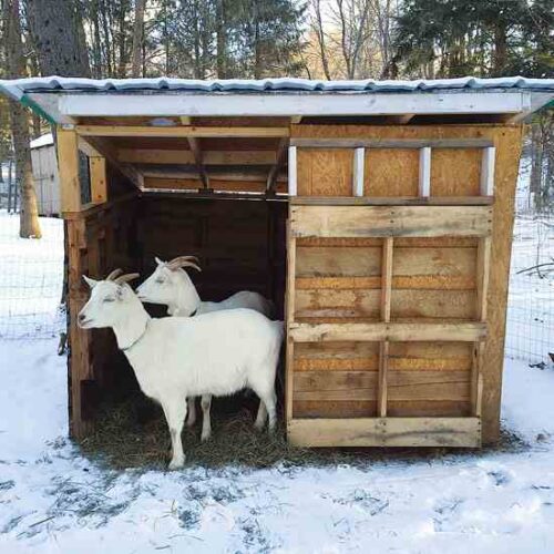Learn How to Build a Goat Shelter